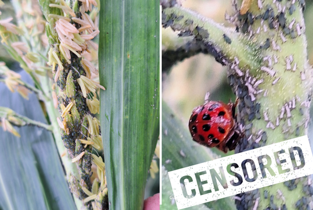 Close-up of a corn tassel and stalk infested with dense colonies of aphids. One section shows a lady beetle feeding among the aphids, while the other displays tassels with visible aphid clusters and honeydew. The image is partially covered with a &ldquo;CENSORED&rdquo; tag.